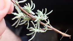 Lavandula