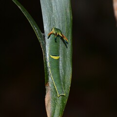 Charaxes sempronius
