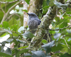 Lipaugus fuscocinereus