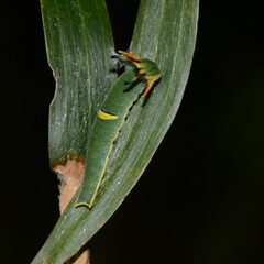 Charaxes sempronius