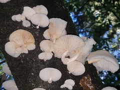 Oudemansiella australis