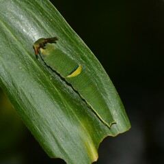 Charaxes sempronius