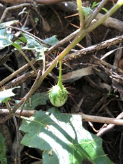 Solanum prinophyllum