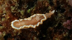 Glossodoris rufomarginata
