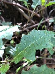 Solanum prinophyllum