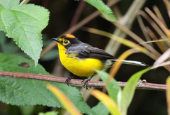 Myioborus melanocephalus