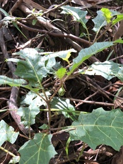 Solanum prinophyllum
