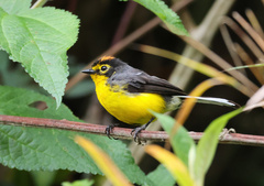 Myioborus melanocephalus