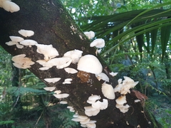 Oudemansiella australis