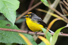 Myioborus melanocephalus