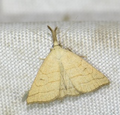 Polypogon tentacularia