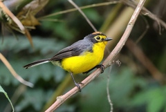 Myioborus melanocephalus