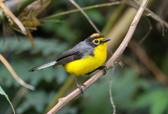 Myioborus melanocephalus