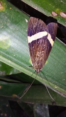 Aclytia