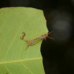 Doratifera quadriguttata