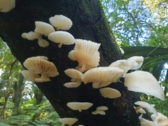 Oudemansiella australis