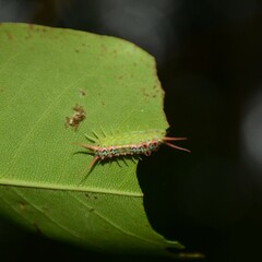 Doratifera quadriguttata