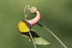 Aristolochia sempervirens