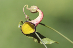Aristolochia sempervirens