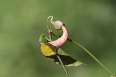Aristolochia sempervirens