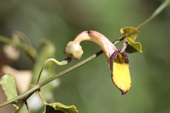 Aristolochia sempervirens