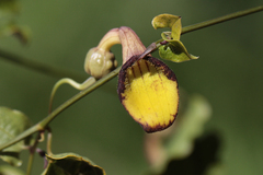 Aristolochia sempervirens