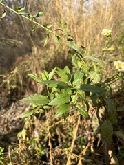 Baccharis glutinosa