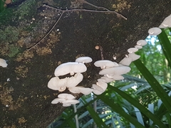 Oudemansiella australis