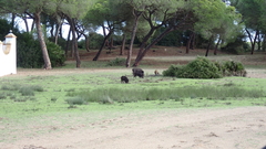Sus scrofa