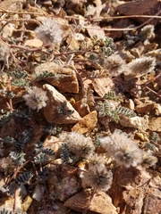 Dalea mollissima
