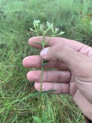Eupatorium leucolepis
