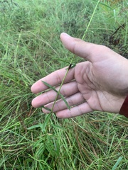 Eupatorium leucolepis