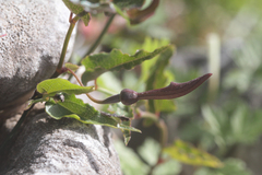 Aristolochia sempervirens
