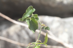 Aristolochia sempervirens
