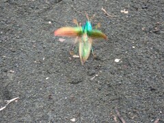 Chrysochroinae