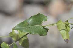 Aristolochia sempervirens
