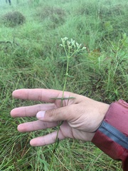 Eupatorium leucolepis