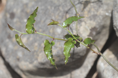 Aristolochia sempervirens