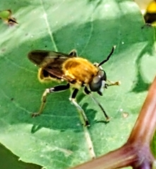 Pterallastes thoracicus