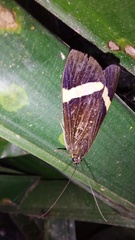 Aclytia