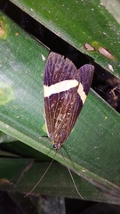 Aclytia