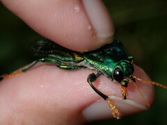 Chrysochroinae