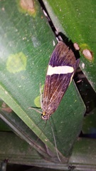 Aclytia