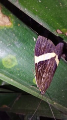 Aclytia