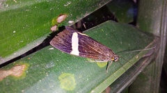 Aclytia