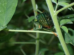 Chrysochroinae