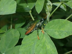 Chrysochroinae