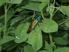 Chrysochroinae