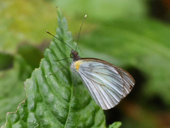 Leptophobia