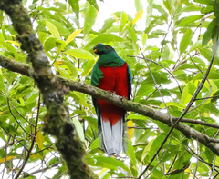 Pharomachrus antisianus